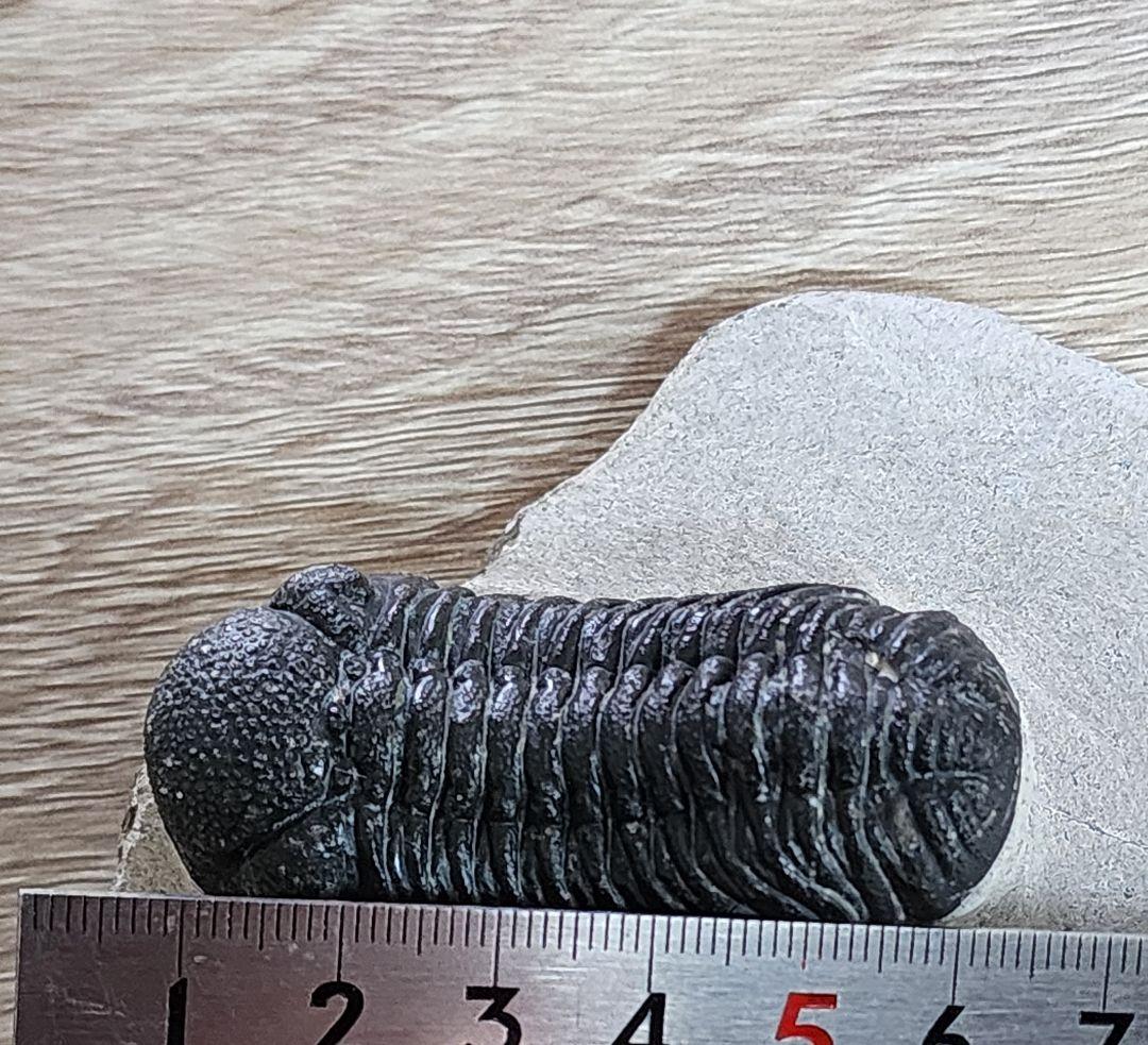 モロッコ産 三葉虫 化石 約50ミリ 母岩付き