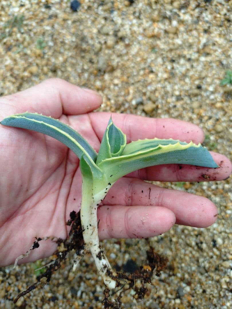 アガベ　リップルエフェクト　ワイド葉　良血統　子株