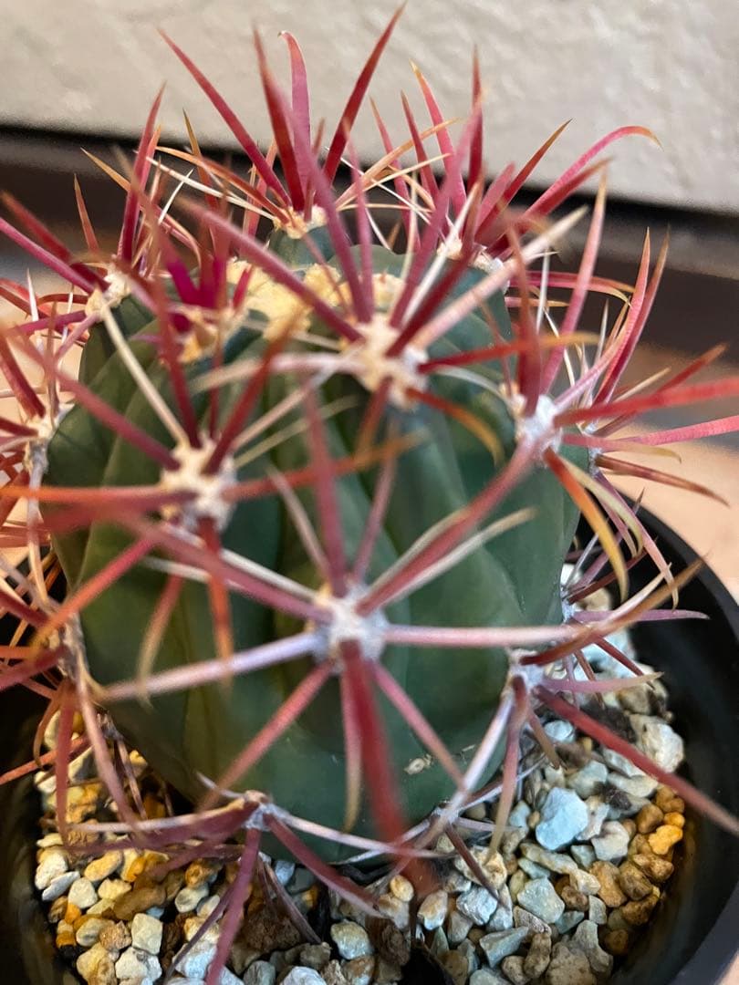 サボテン　美株　フェロカクタス　強赤棘　神仙玉