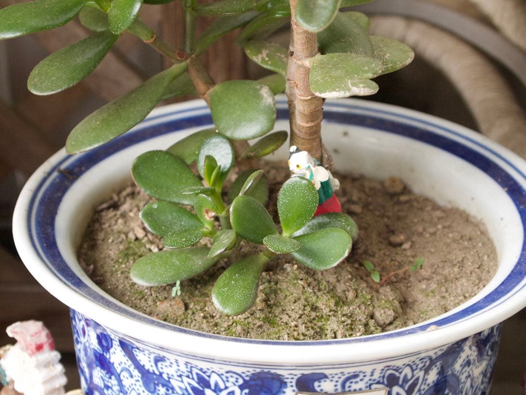 ❤️Wi-Fi❤️オリンパス PL1 ミラーレスカメラ