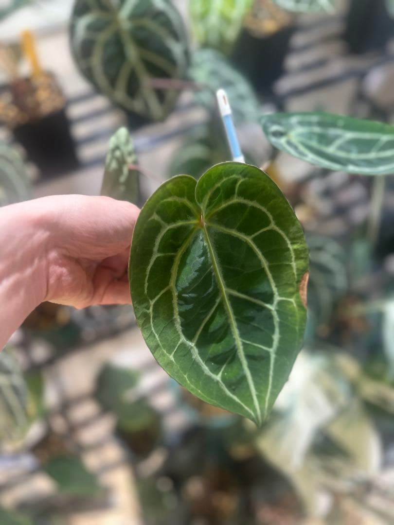 Anthurium KOS×Red crystalinumNSE from HU