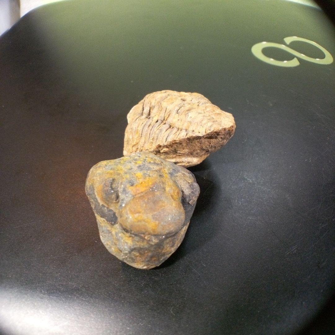 三葉虫　化石　fossil　ボリビア産　レア　Fossil識別⑧　２個セット