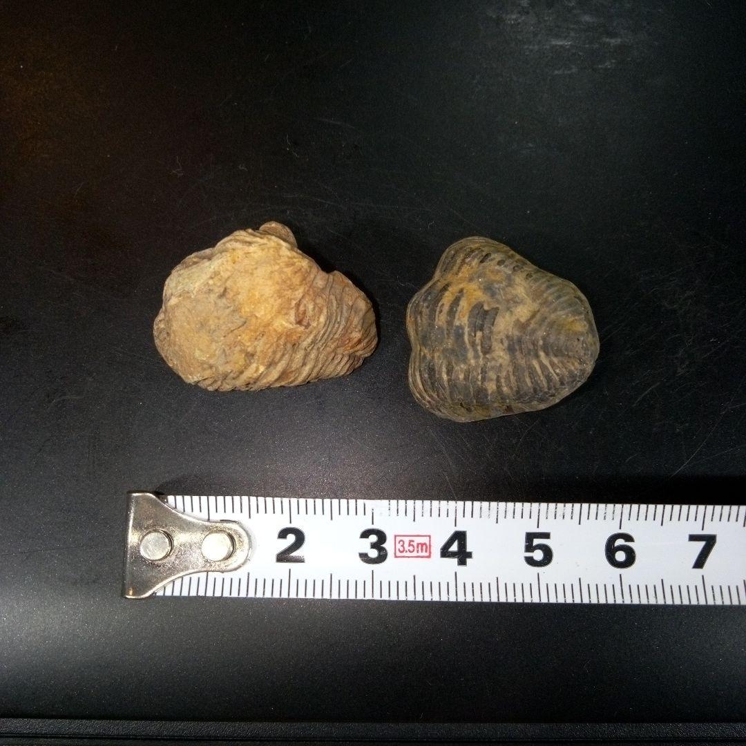 三葉虫　化石　fossil　ボリビア産　レア　Fossil識別⑧　２個セット