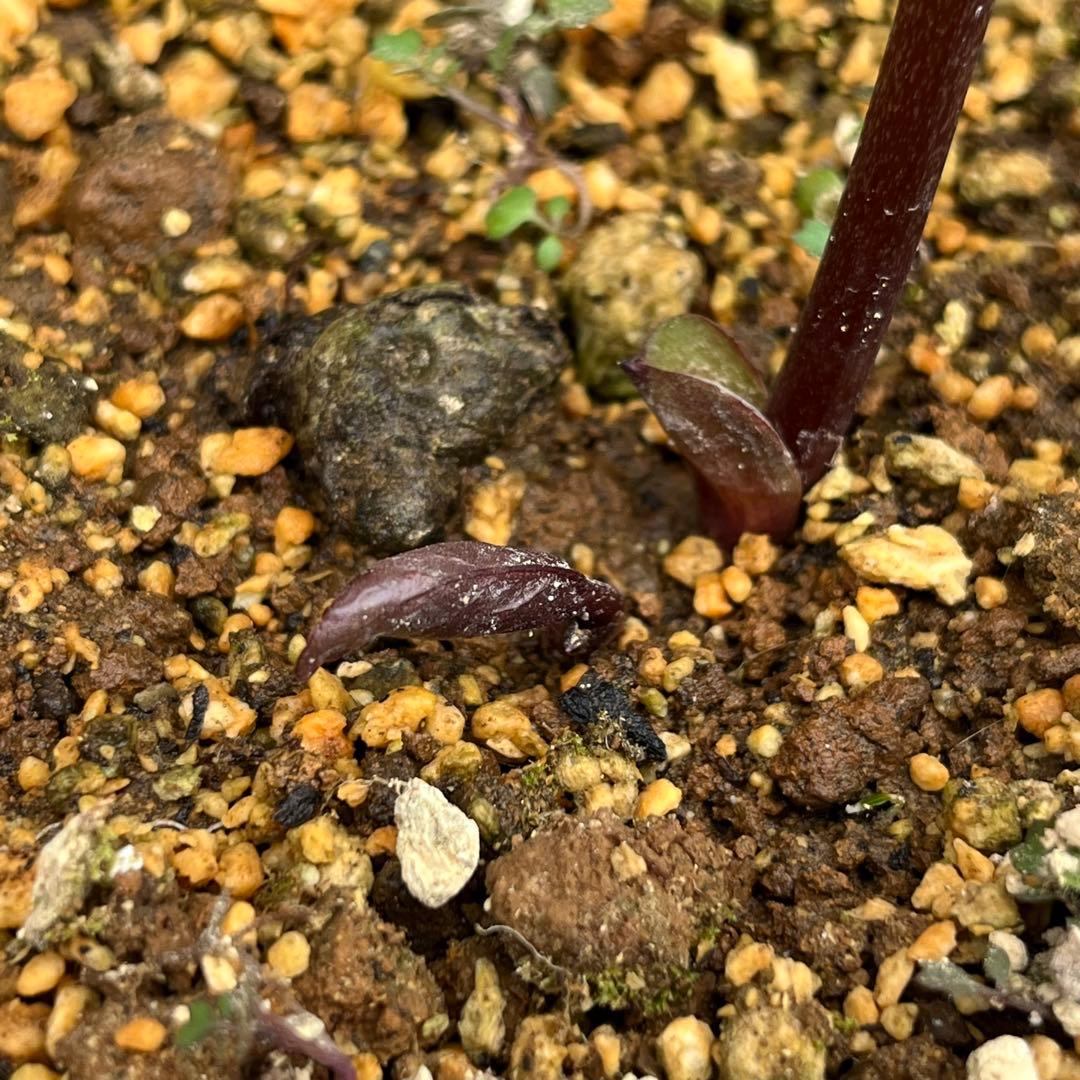 樹梨♡　メルカリ便 ❤️スペシャル価格❤️3143 【Ashwood 】【P