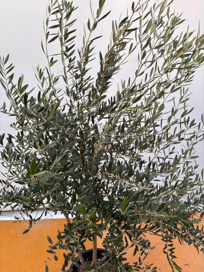 オリーブの木　ネバディロブランコ　約170cm　NO.2070　大型　人気　現品