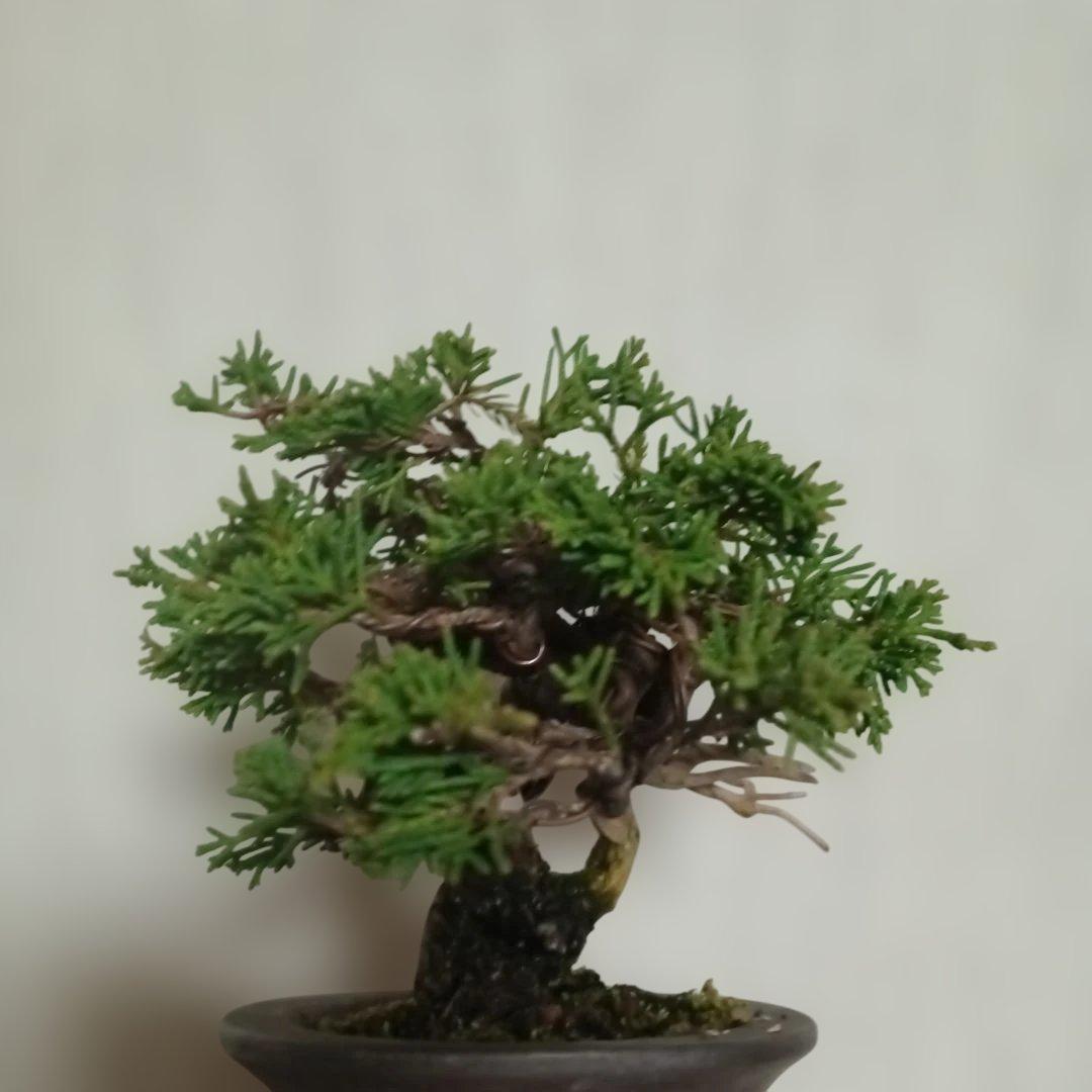 盆栽　小品盆栽　ミニ盆栽　真柏