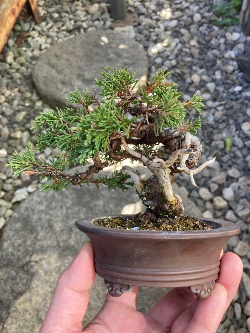 盆栽　小品盆栽　ミニ盆栽　真柏