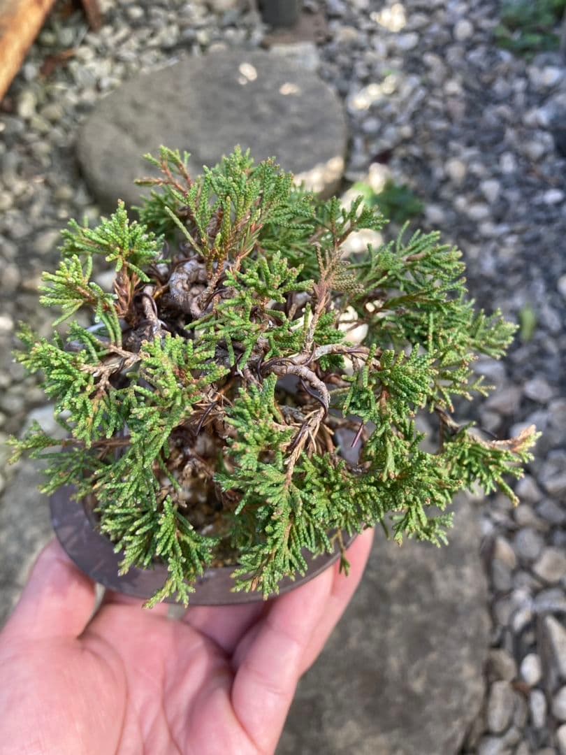 盆栽　小品盆栽　ミニ盆栽　真柏