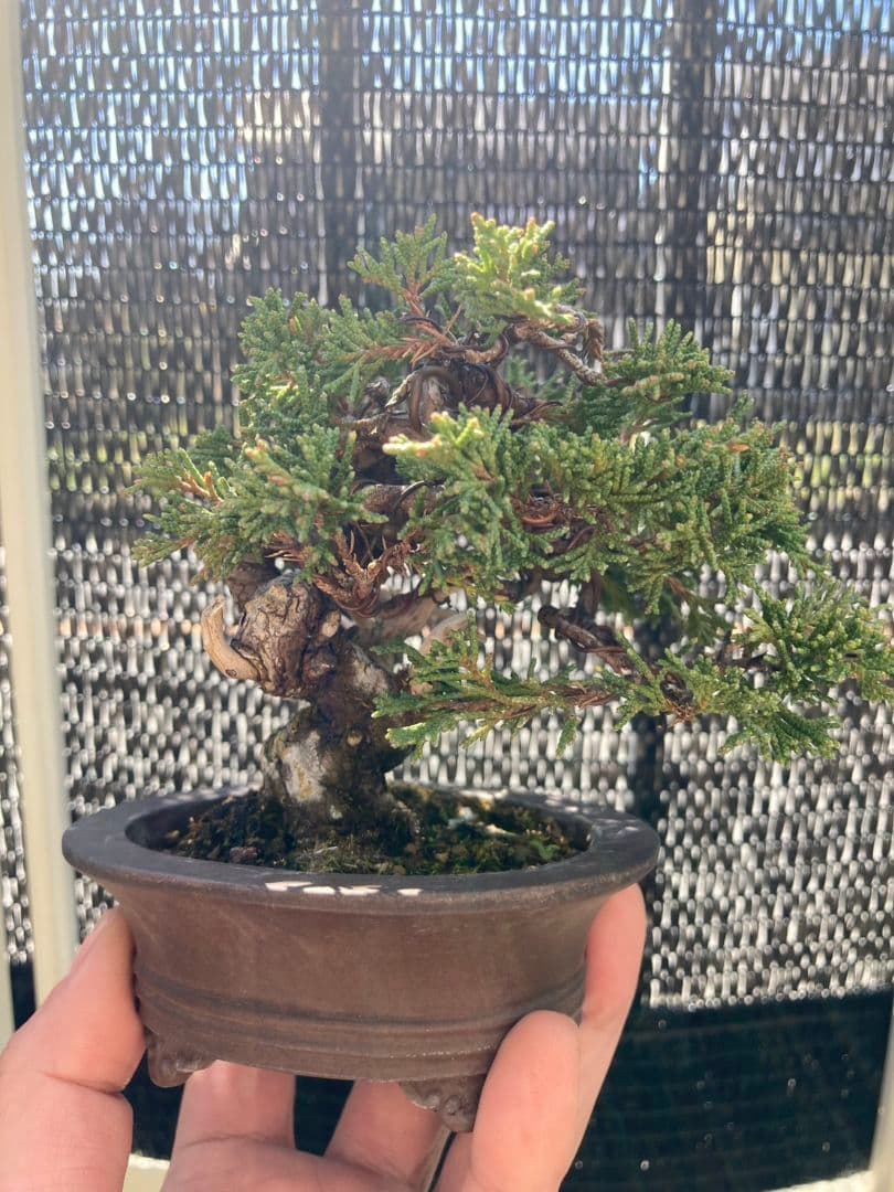 盆栽　小品盆栽　ミニ盆栽　真柏