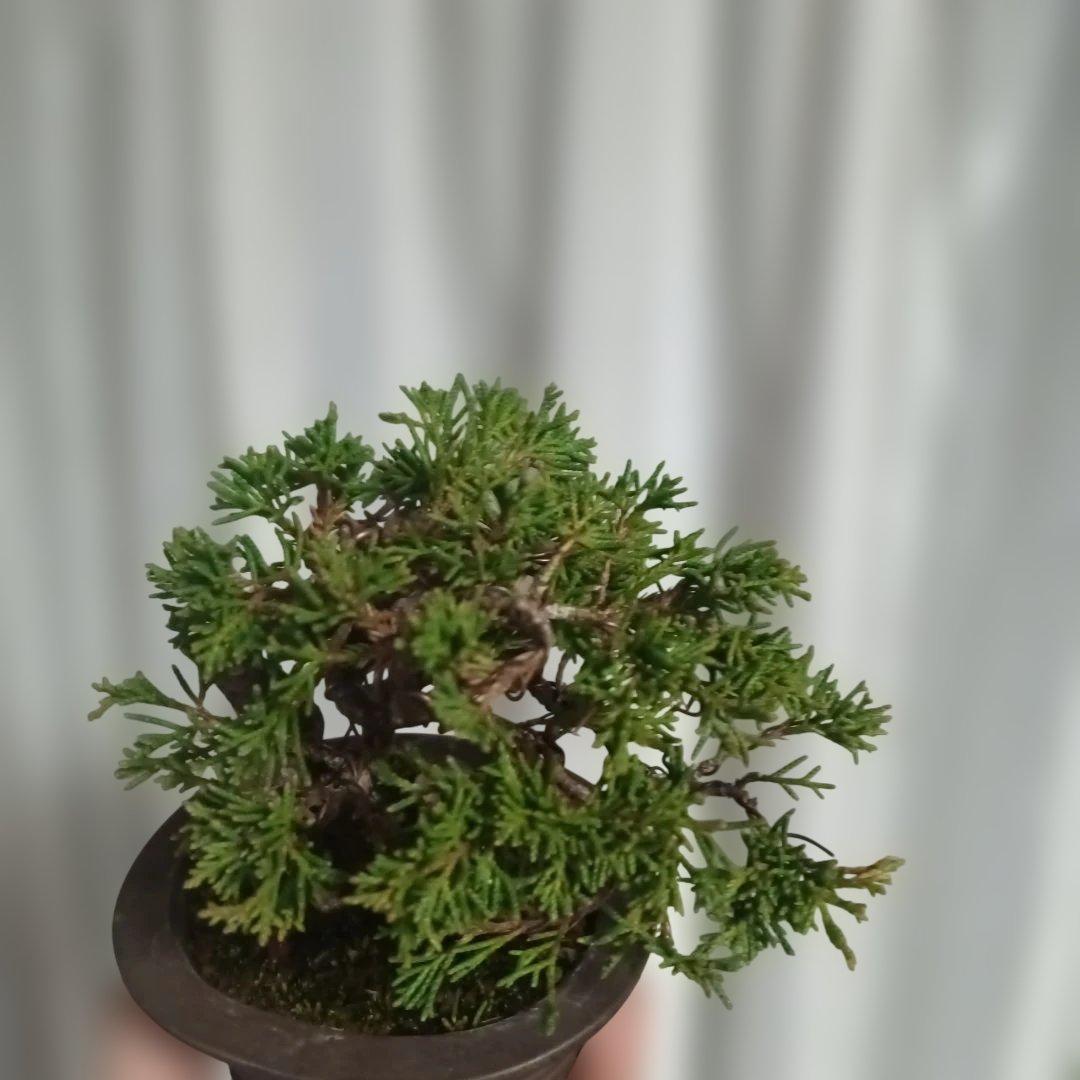 盆栽　小品盆栽　ミニ盆栽　真柏