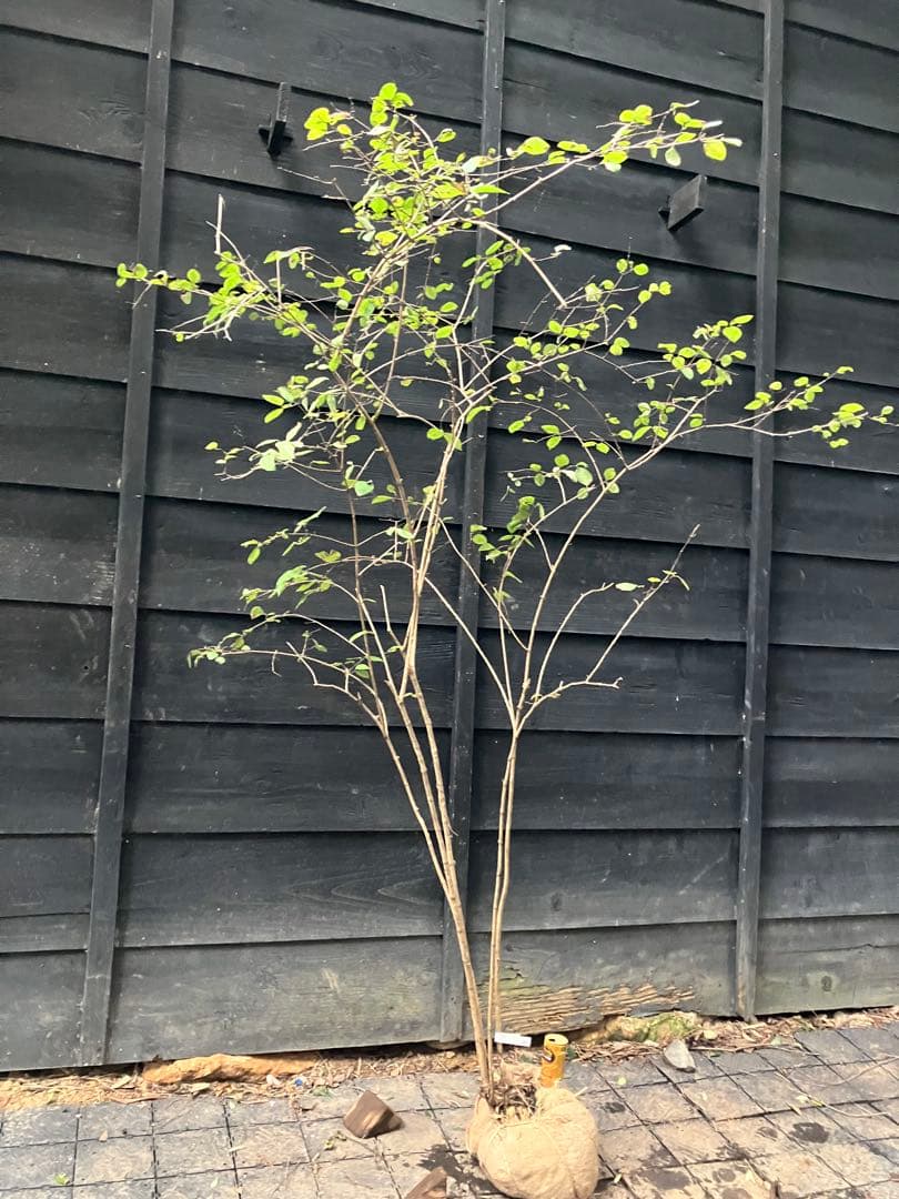 90 山採り　ウグイスカグラ