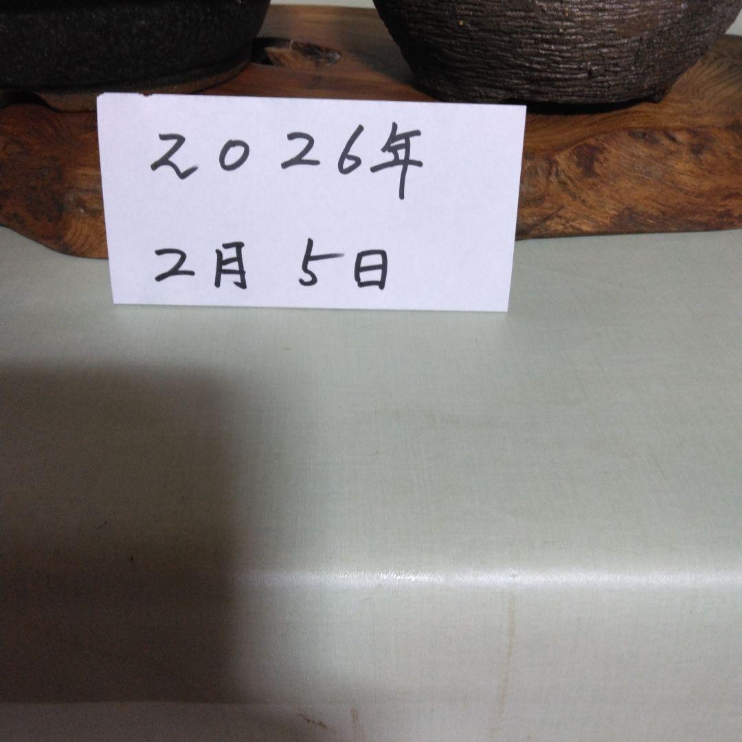 紅白梅盆栽セット黒松盆栽、五葉松盆栽、しんぱく盆栽、赤松盆栽 野梅盆栽