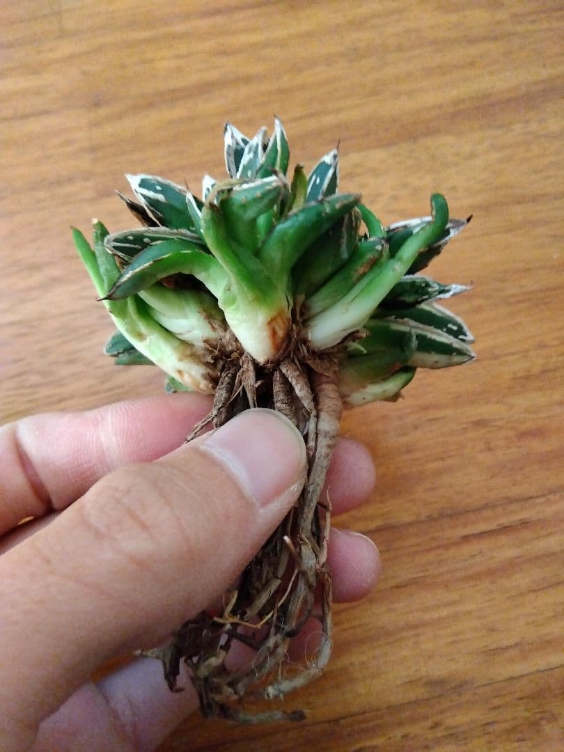 アガベ　姫笹の雪　白覆輪斑　親株＋子株6株つき❗　③