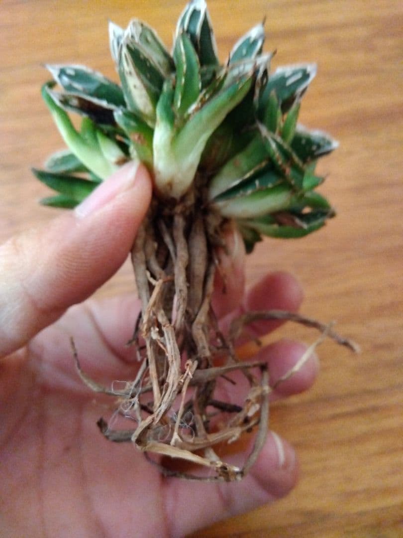 アガベ　姫笹の雪　白覆輪斑　親株＋子株6株つき❗　③