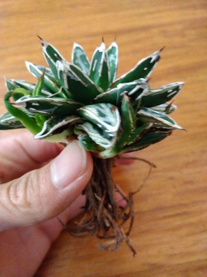 アガベ　姫笹の雪　白覆輪斑　親株＋子株6株つき❗　③