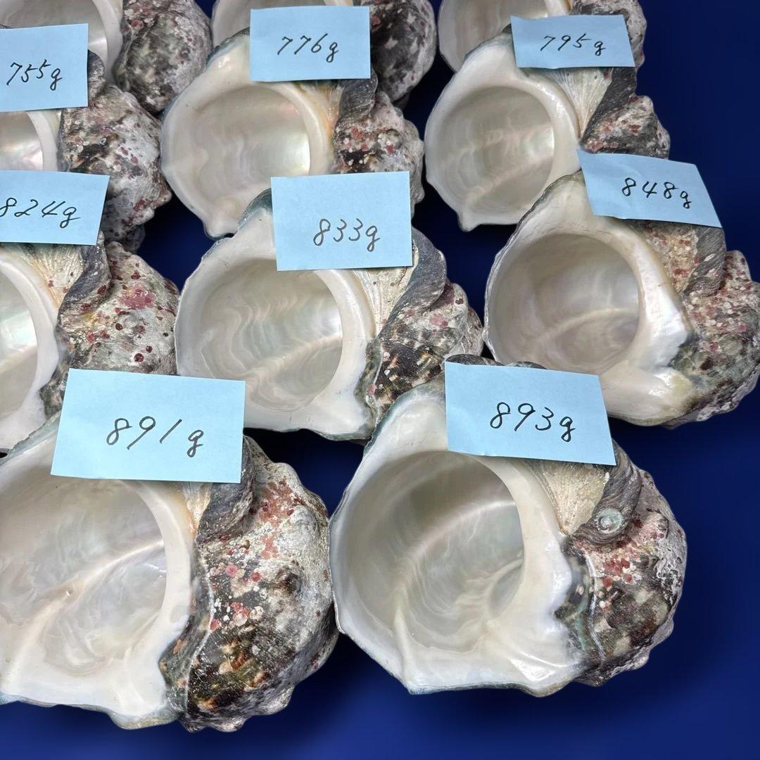 夜光貝　ヤコウ貝　まとめ売り　19個　15kg アクセサリー　ルアー