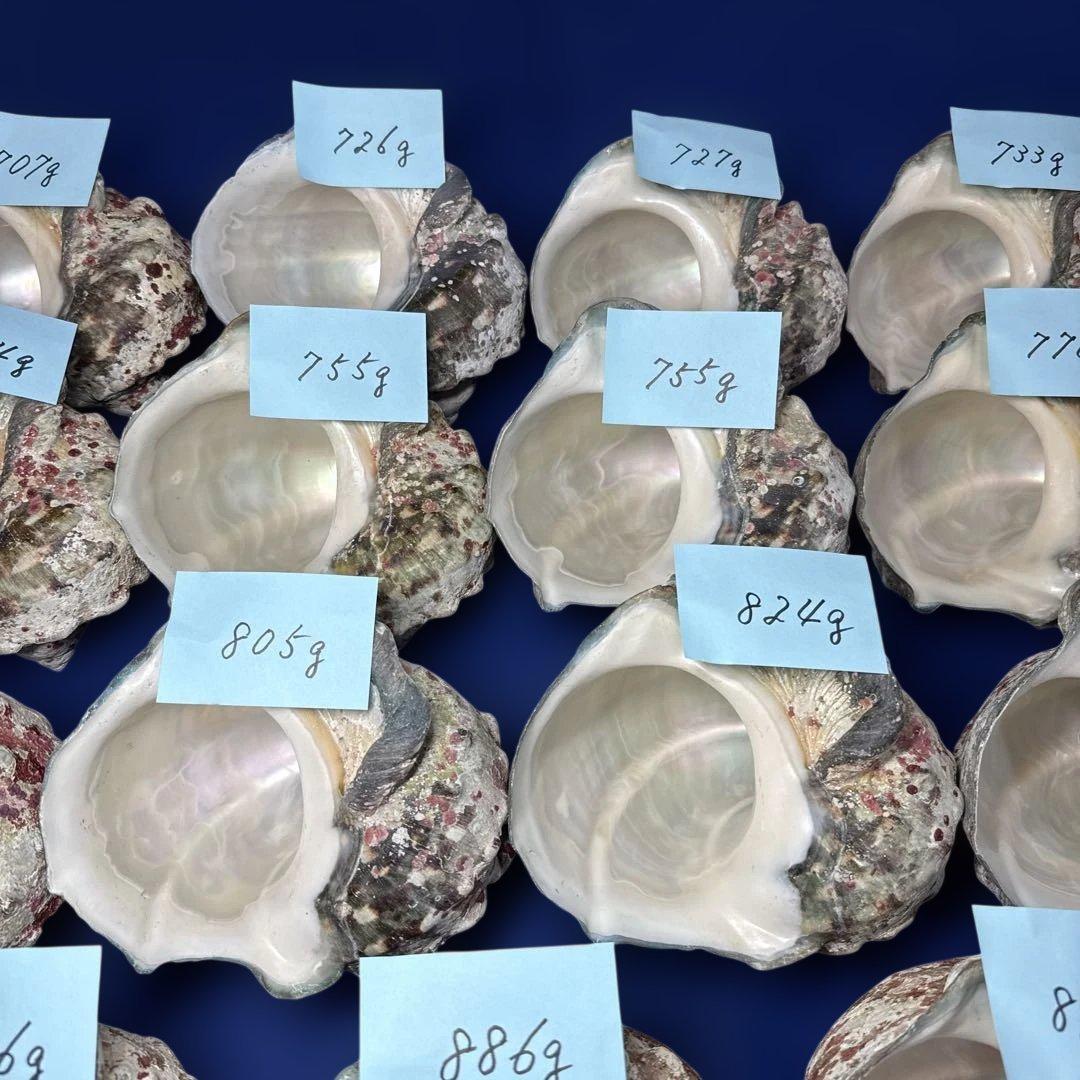 夜光貝　ヤコウ貝　まとめ売り　19個　15kg アクセサリー　ルアー