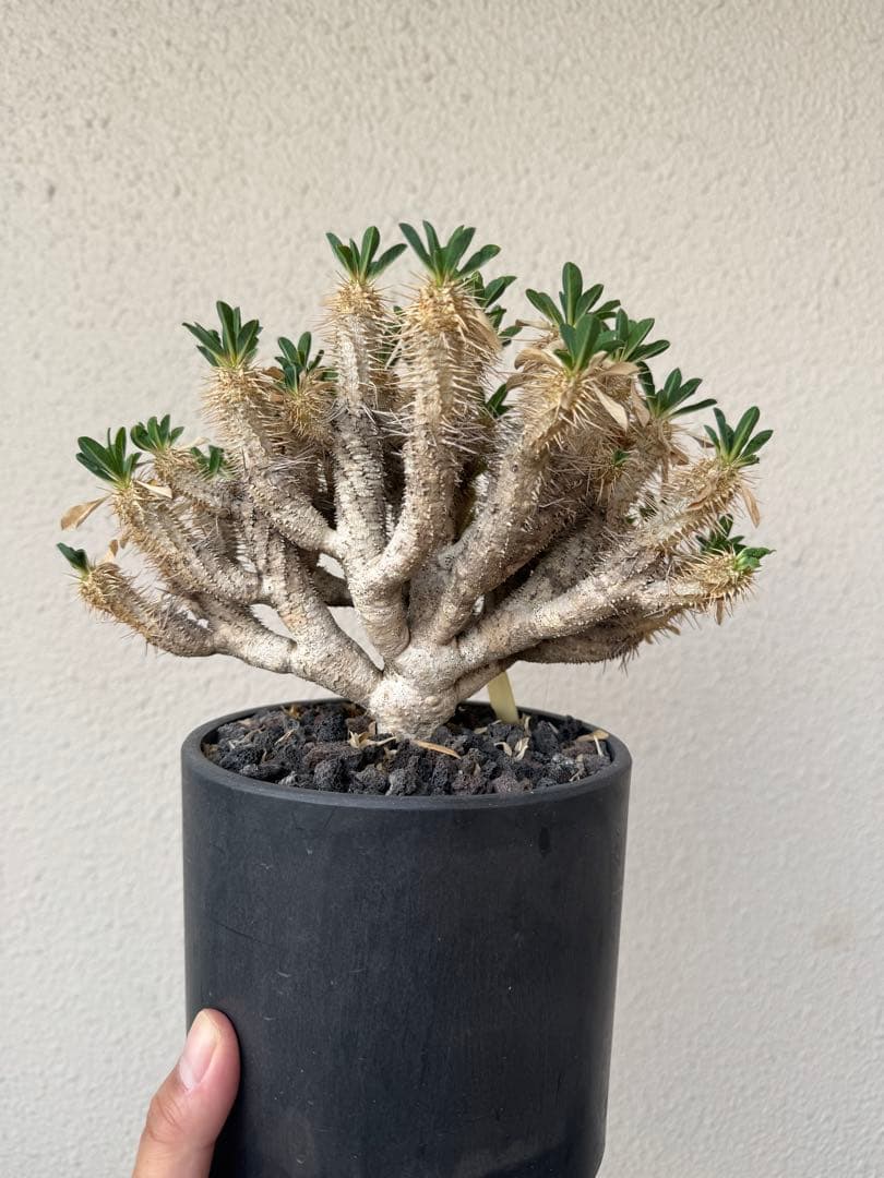 ギラウミニアナ　現地球　発根5年　塊根植物 黒鉢付き