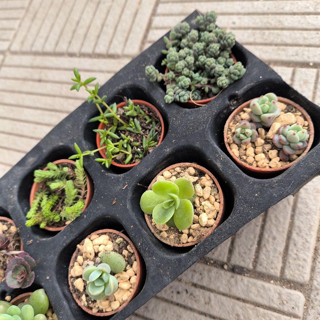♢多肉植物 ミニ苗10種類セット♢