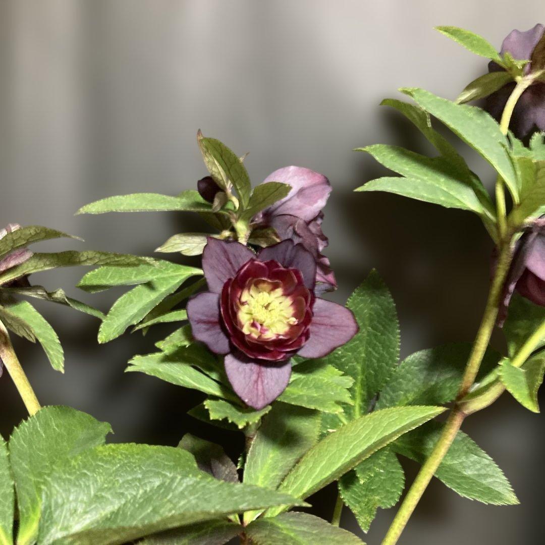 クリスマスローズ雅 八重咲き 紫