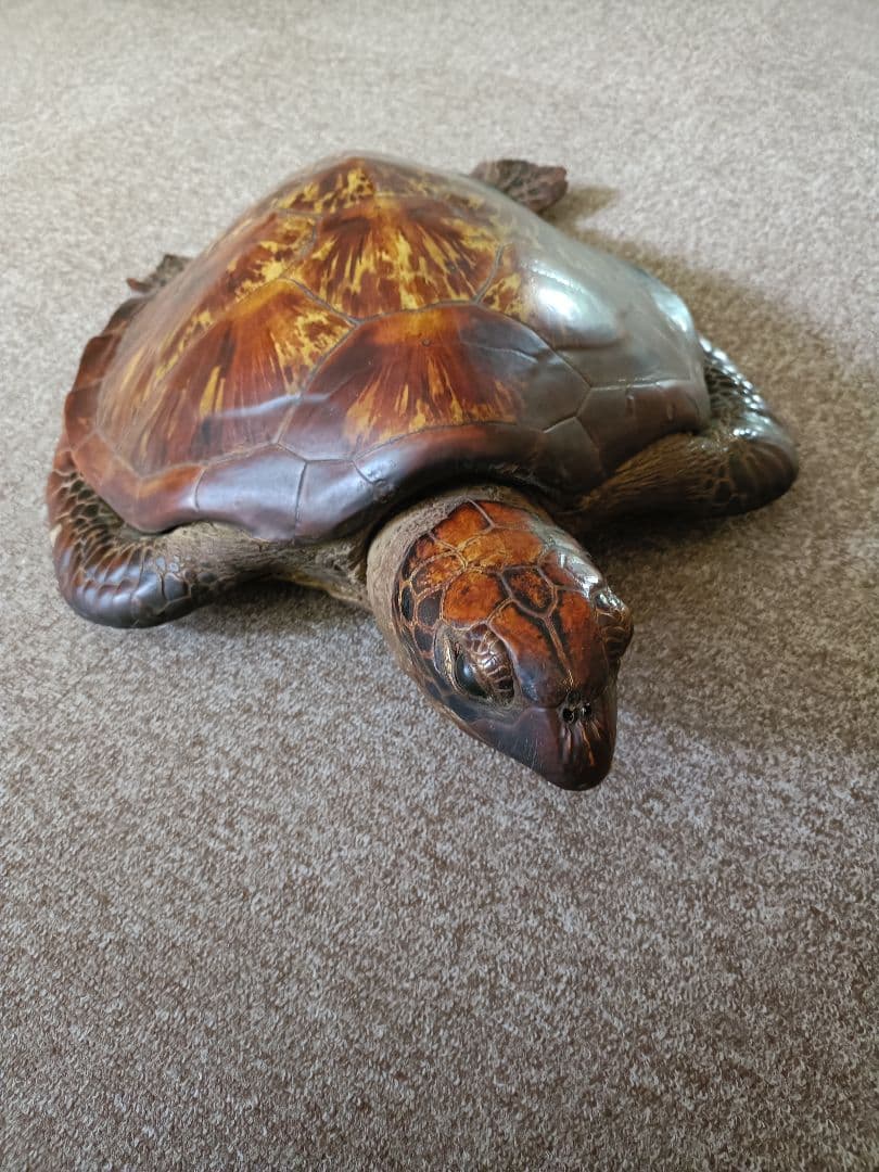 木製亀の置物 約65cm40cm 茶色金色