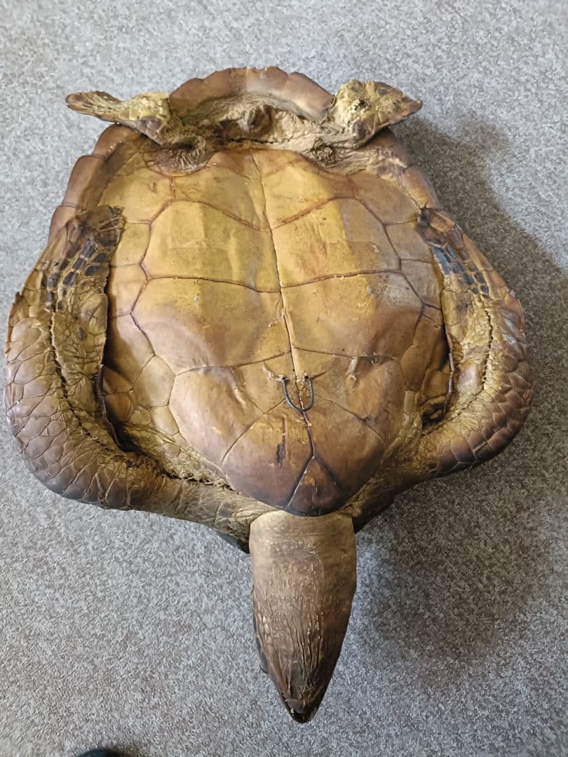 木製亀の置物 約65cm40cm 茶色金色