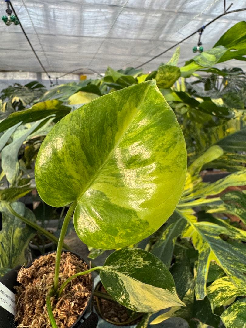 R3モンステラ　イエローマリリン　黄斑入り