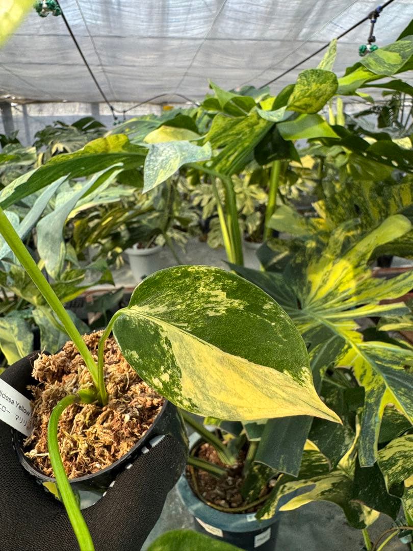 R3モンステラ　イエローマリリン　黄斑入り