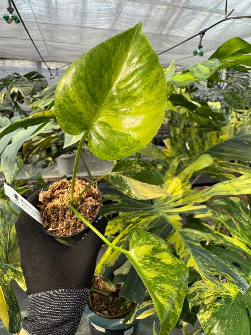 R3モンステラ　イエローマリリン　黄斑入り
