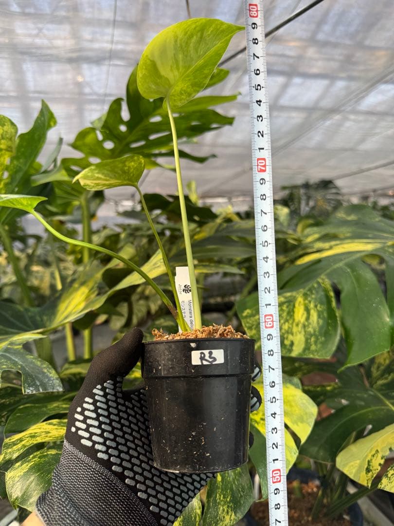 R3モンステラ　イエローマリリン　黄斑入り