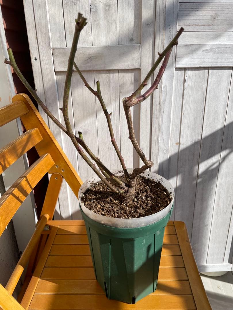 ウィンディーネ バラ　6号大苗　ロサオリエンティス