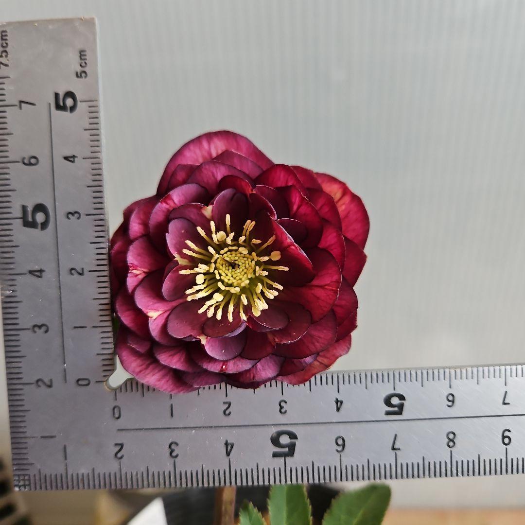 ★のぶさん様ご購入苗㉖-306㉖-313㉖-350クリスマスローズ