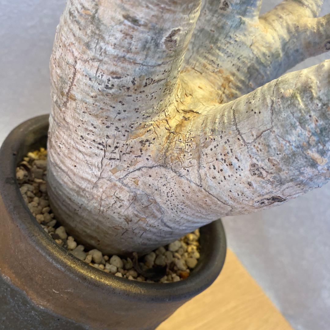 グラキリス多頭 美株 現地球