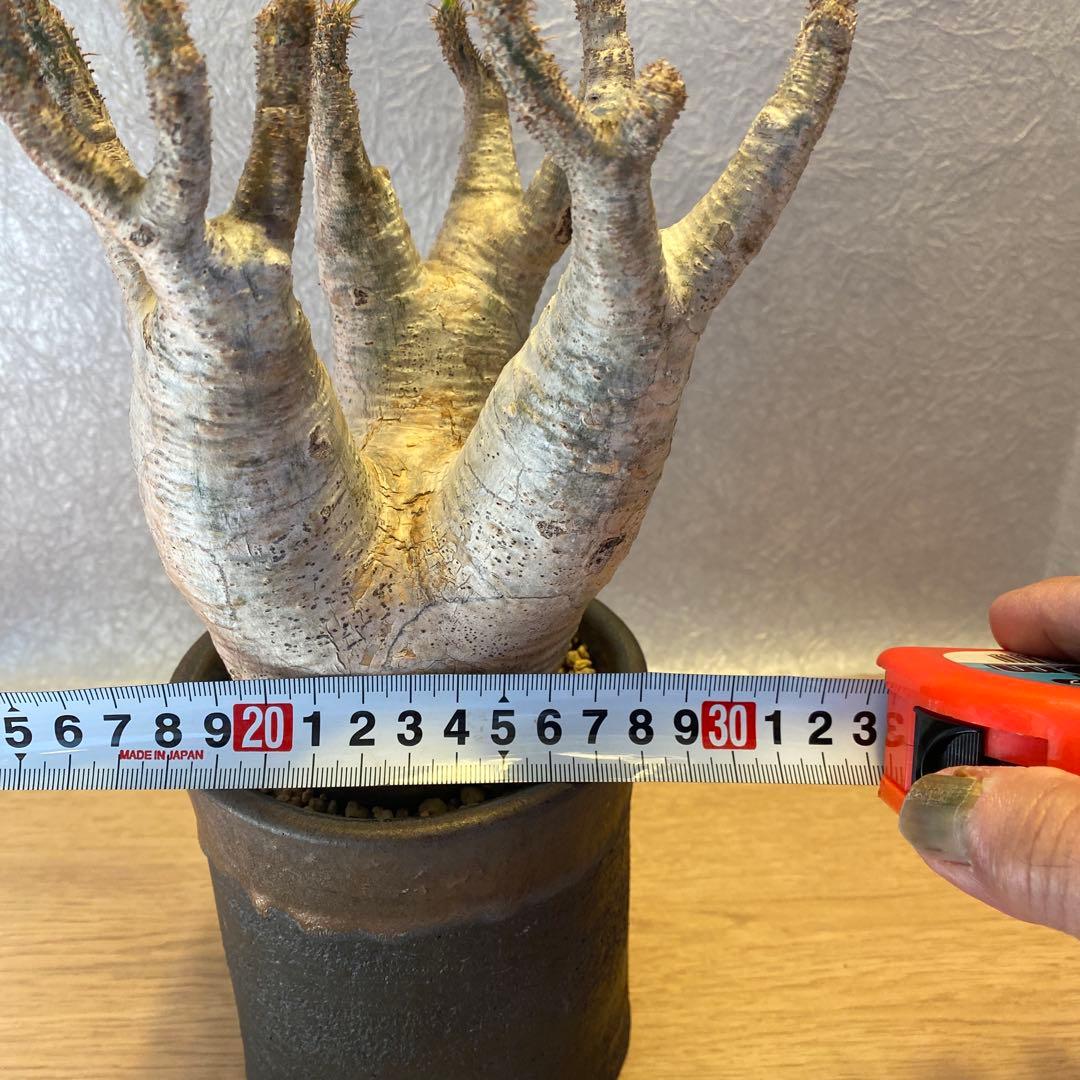 グラキリス多頭 美株 現地球