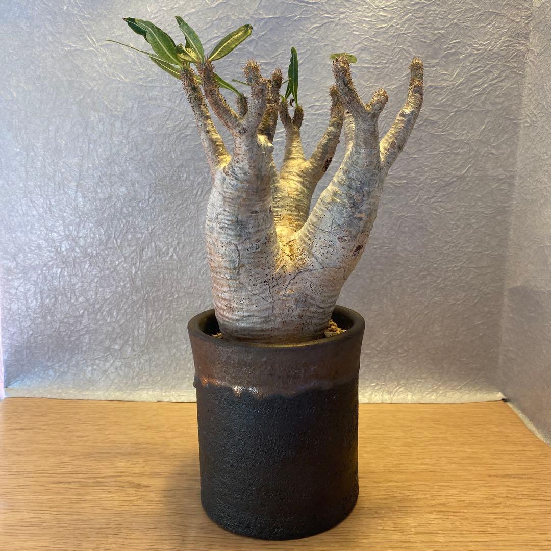 グラキリス多頭 美株 現地球