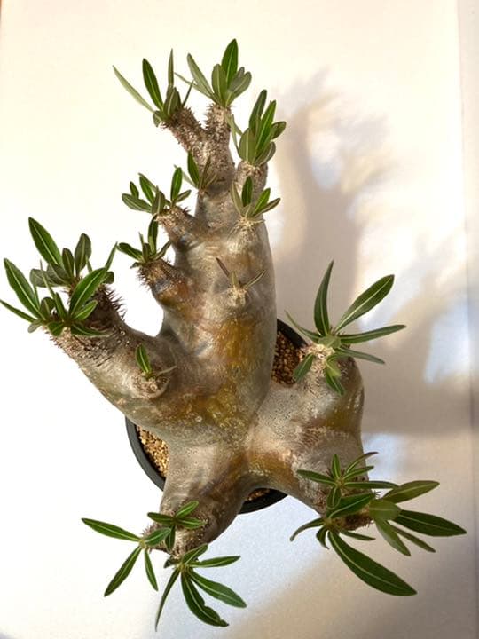 パキポディウム イノピナツム