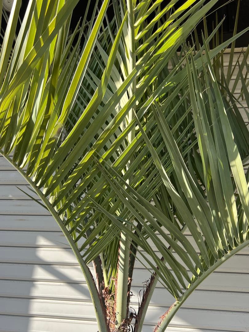 ココスヤシ　超耐寒性ヤシ　ドライガーデン　カルフォルニアスタイル　送料込み価格