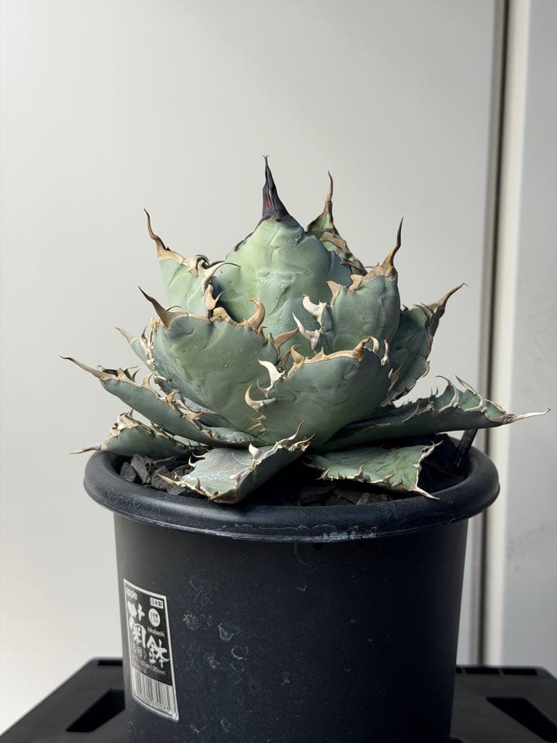 アガベ　チタノタブルー実生