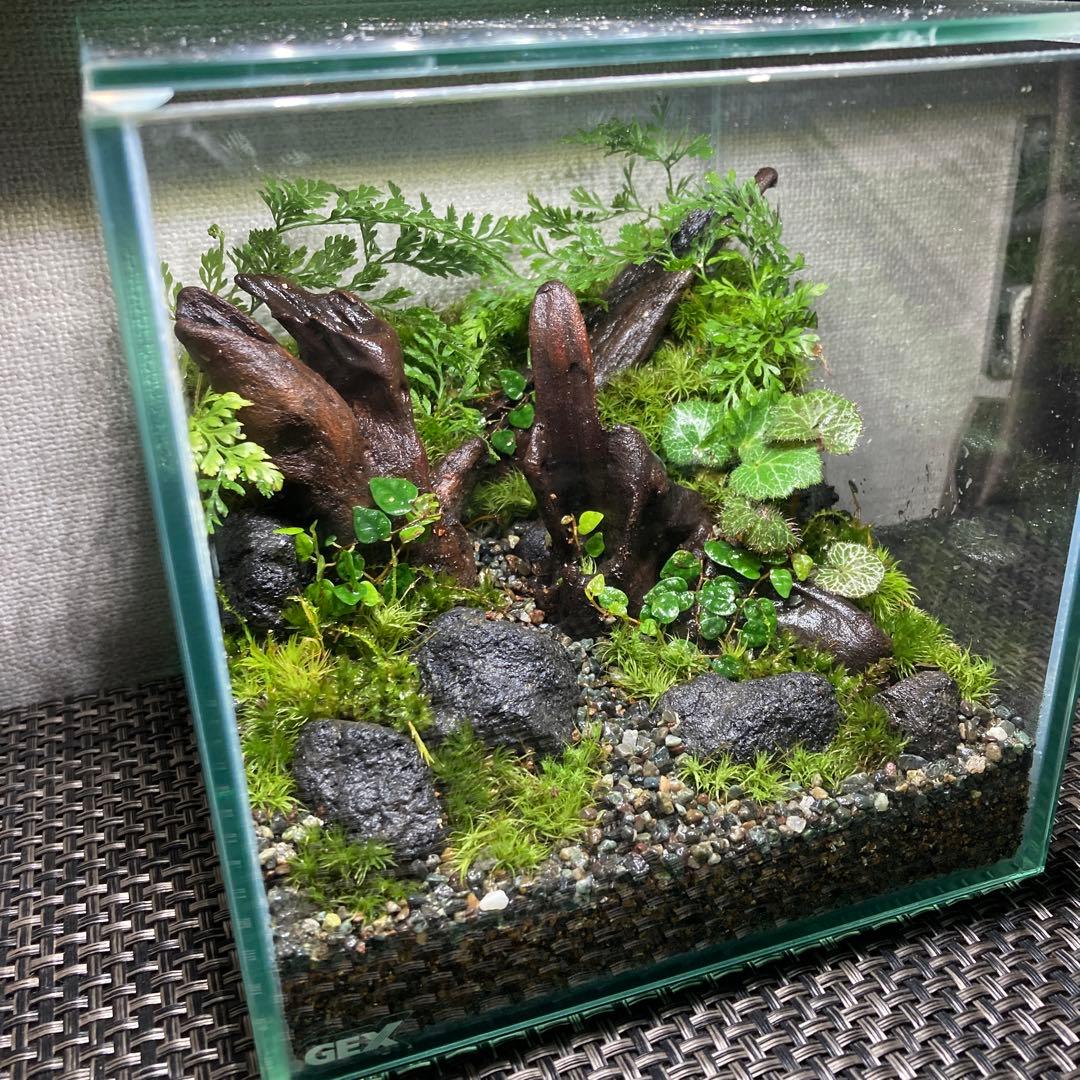 苔テラリウム　No.５２４