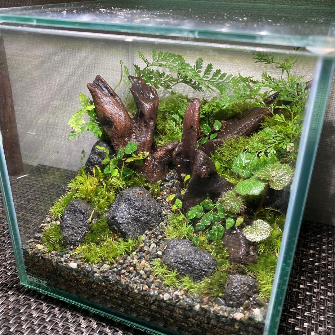 苔テラリウム　No.５２４