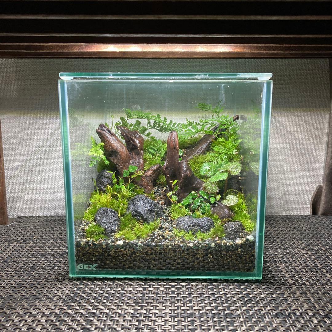 苔テラリウム　No.５２４