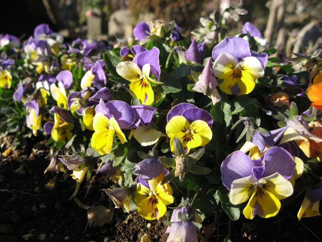 実写美⭕️良品【動作確認済】Canon IXY DIGITAL 800IS