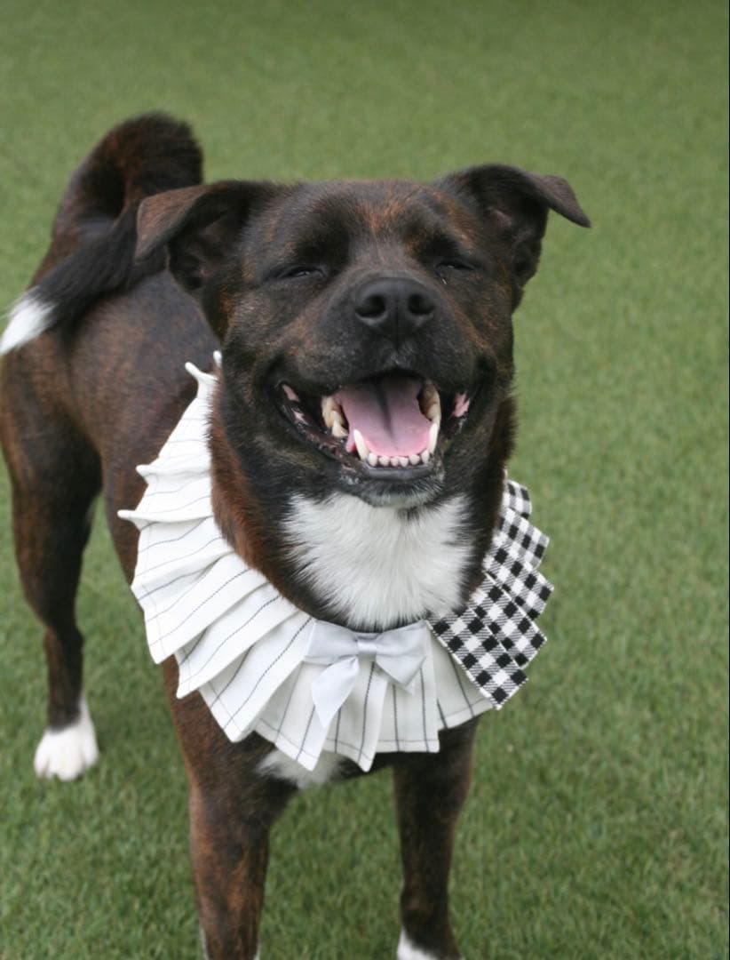 Canon EOS Digital N デジタル一眼レフ