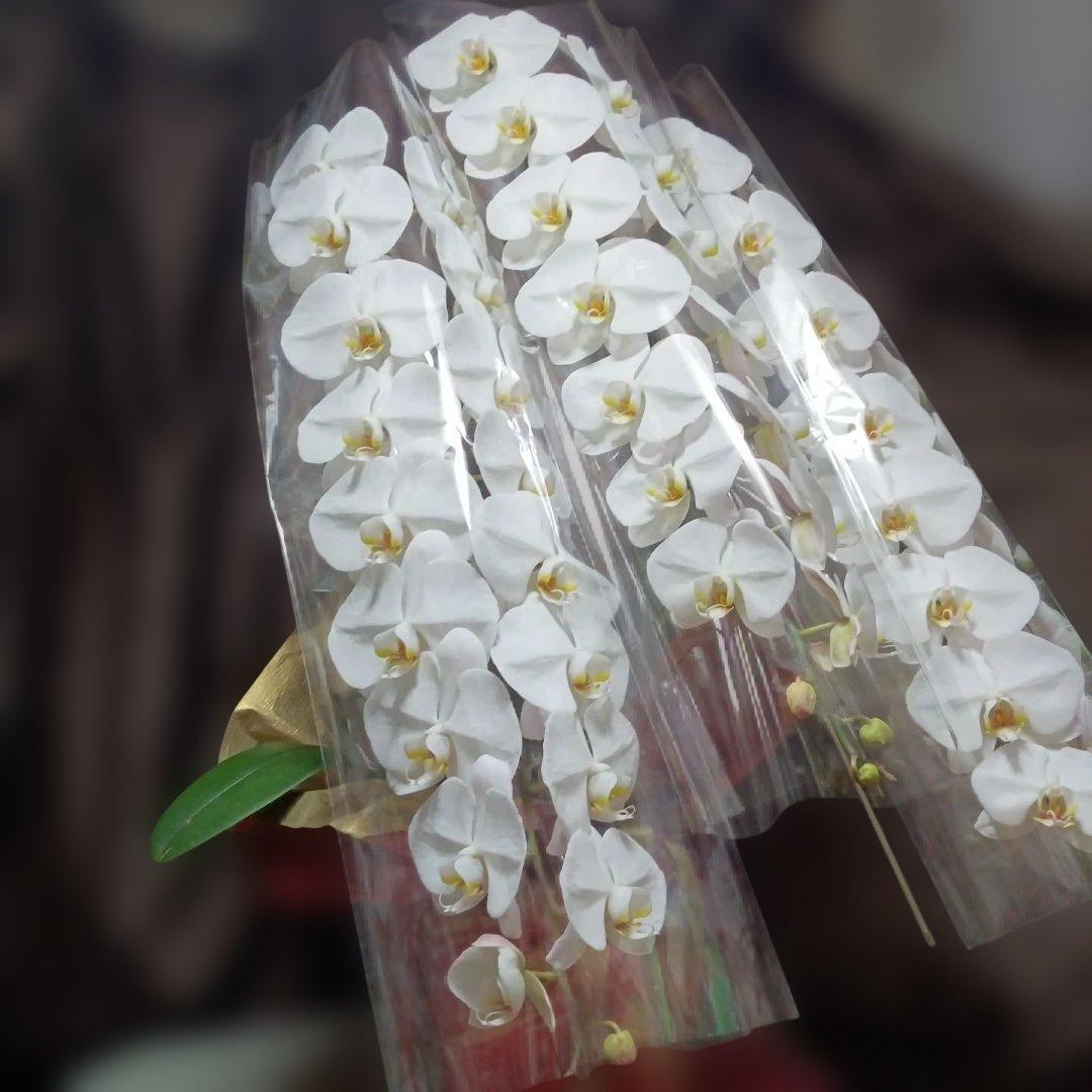 胡蝶蘭　生花　ロング