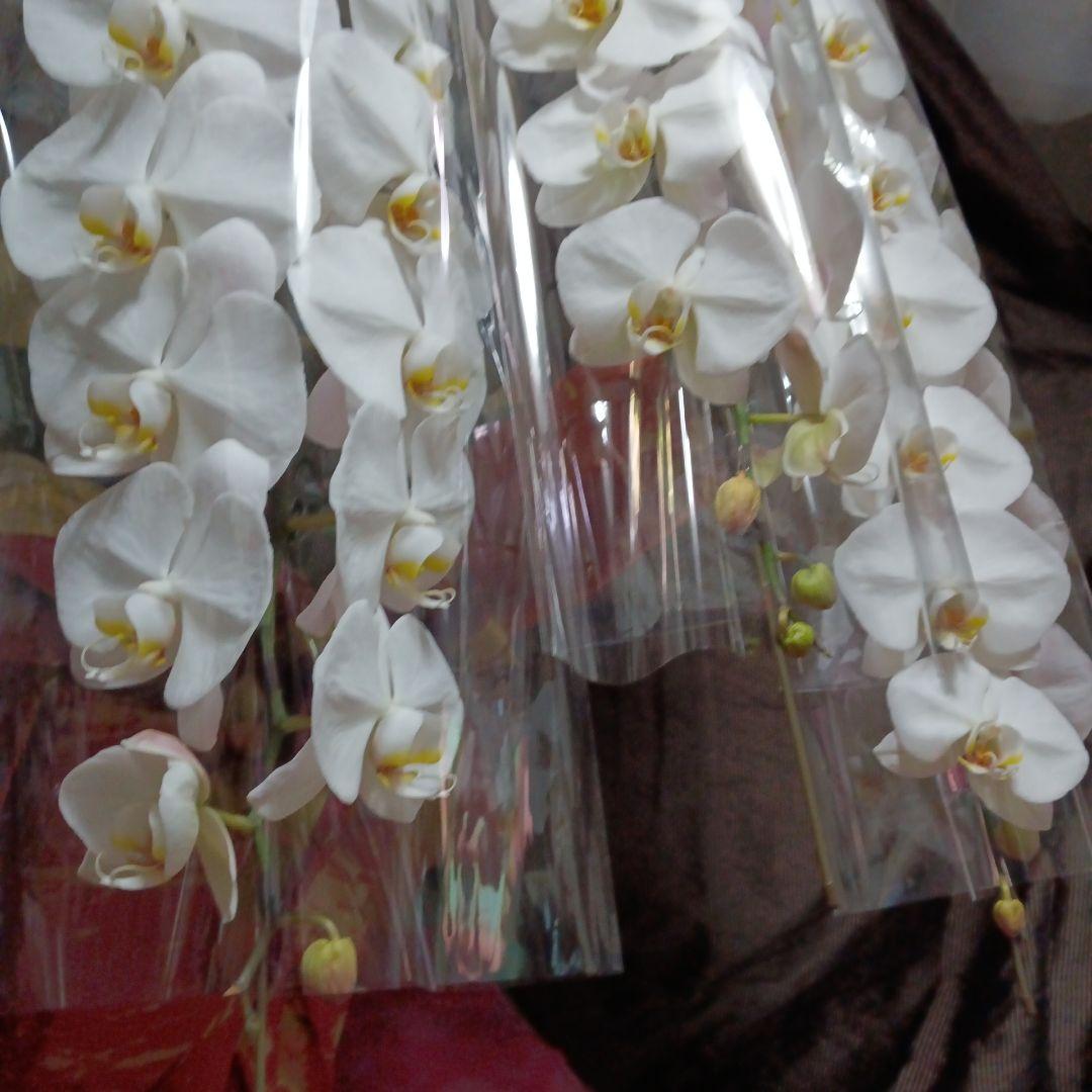 胡蝶蘭　生花　ロング