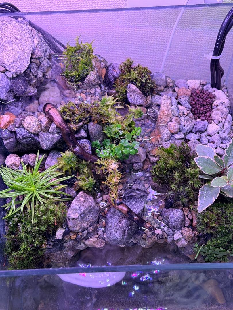 渓流アクアテラリウム 30cmキューブ