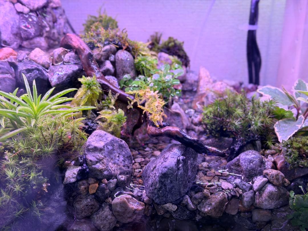 渓流アクアテラリウム 30cmキューブ