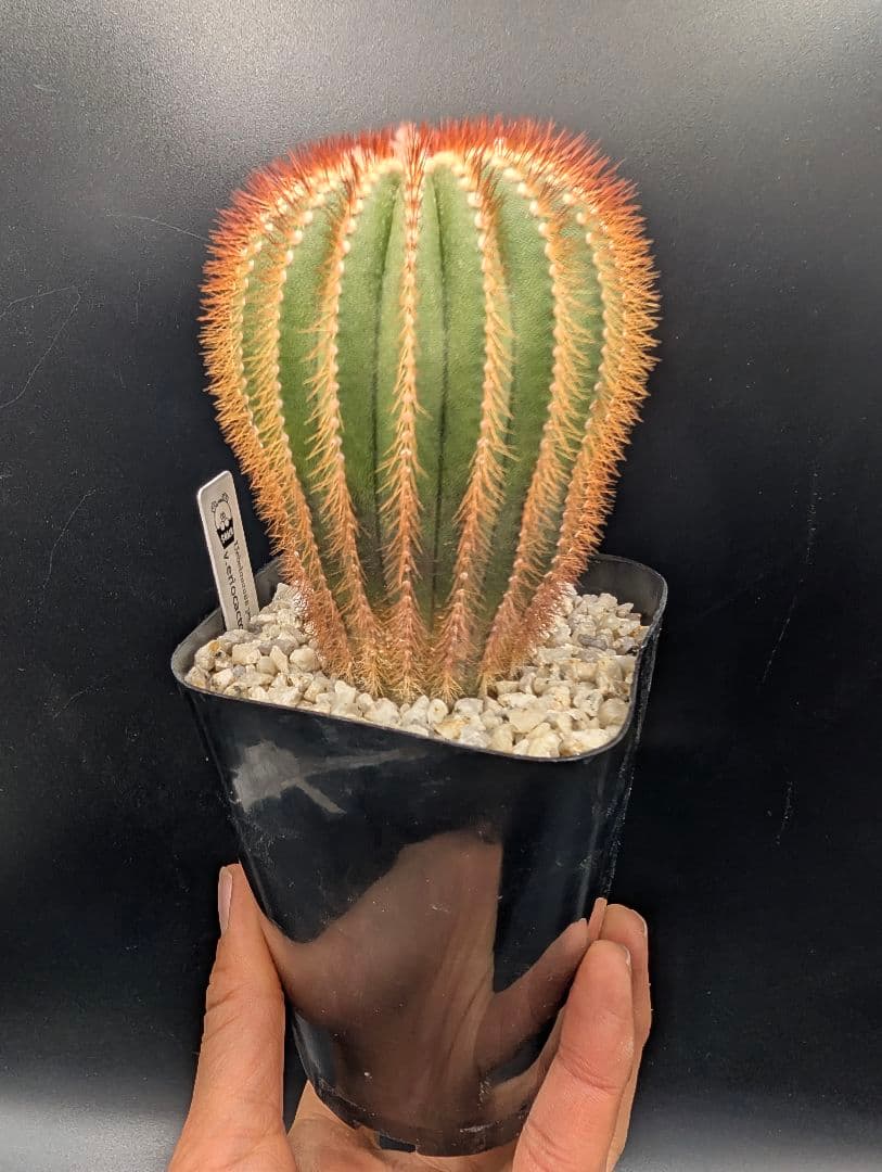 赤刺 エリオカクトイデス 開花球 実生 鉢植えメルカリ便送料込み