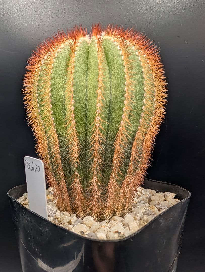 赤刺 エリオカクトイデス 開花球 実生 鉢植えメルカリ便送料込み