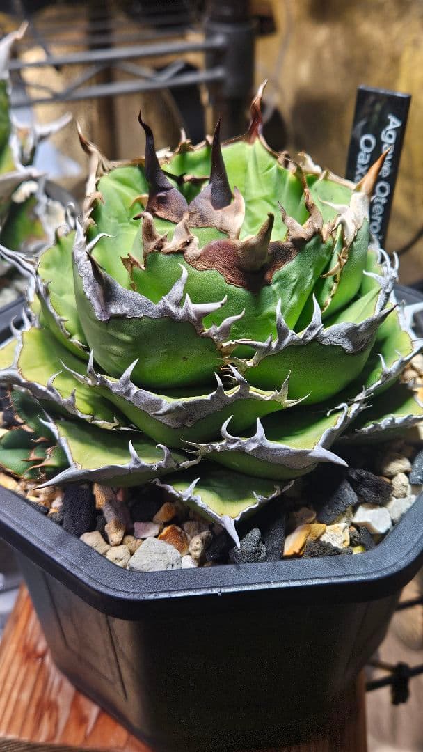 発根済 アガベ チタノタ オテロイ 現地実生